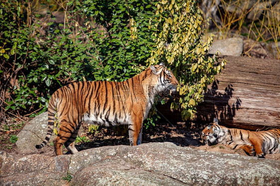 一只老虎坐在岩石上的动物园里图片
