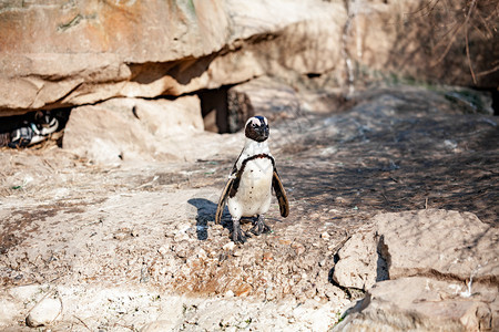 小企鹅站在太阳晒的岩石上图片