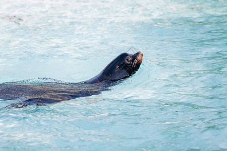 海狮在绿的水中游泳图片