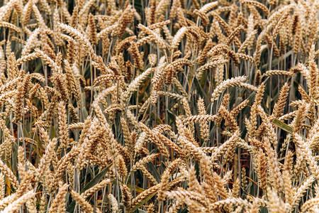农民和s田地中的黄小麦准备收割的小麦收割图片