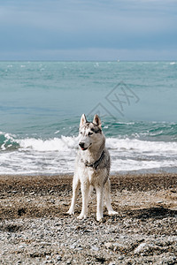 一只灰狗在阳光明媚的一天在沙滩上挖图片