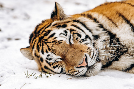 老虎躺在雪地上图片