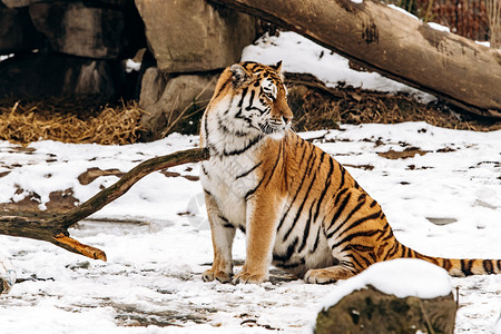 老虎和猫老虎躺在雪地上背景