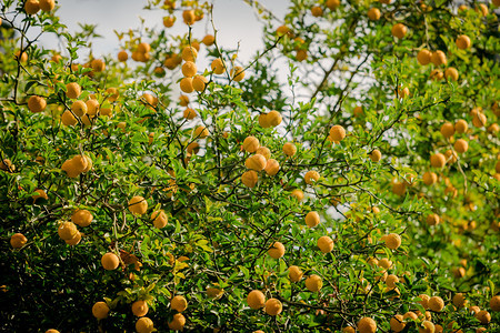 一棵树橙植物上新鲜橙子图片