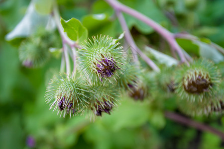 药用种植园玉米饼皮大腿图片