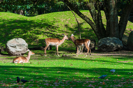 森林里的鹿两只野兽紧地站在一起背景图片