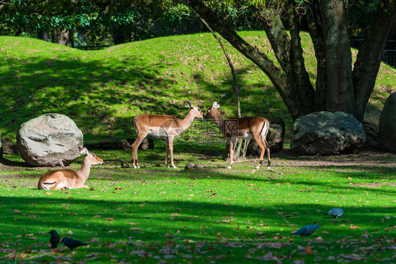 森林里的鹿两只野兽紧地站在一起图片
