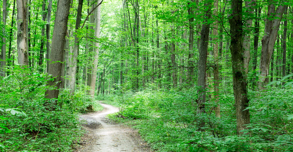 塞浦路斯树背景-塞浦路斯树摄影图片-野外浪漫秋天森林公园图片-摄