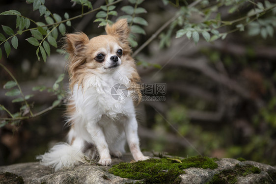 秋天的吉华狗在大自然中的照片图片