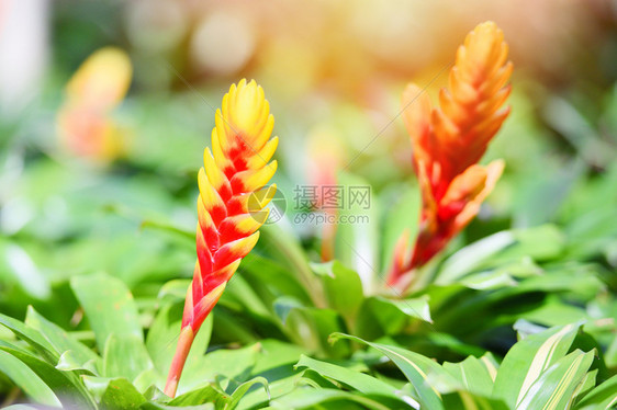 Bromeliad花夏季以绿色植物为背景的花园苗圃中美丽的红色和黄布丁图片