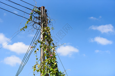 高电压站和蓝天空葡萄电线杆上生长的绿色板图片