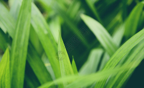 在潘丹树林园种植的班丹叶厂用于在泰国亚洲厨房食品中种植天然草药成料厂图片