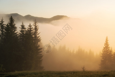山上美丽的雾景色阳光照耀的美好早晨图片