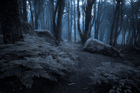 深夜阴暗的黑森林图片