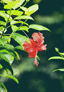 花朵在园中红开以自然绿色本天热带花朵植物图片