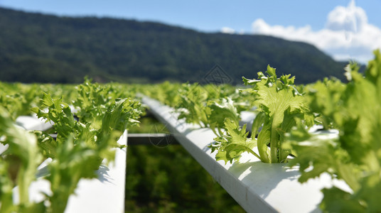 蔬菜水栽系统青春和新鲜的FrilliceIceberg沙拉种植花园水养农场物在水上种没有土壤农业的水栽培植物户外有机卫生食品图片