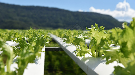 蔬菜水栽系统青春和新鲜的FrilliceIceberg沙拉种植花园水养农场物在水上种没有土壤农业的水栽培植物户外有机卫生食品背景图片