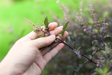 自然背景下的圣杯红色或紫草药和食物图片