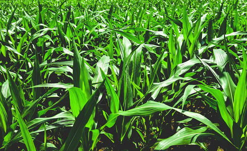 种植田玉米作物区农业的种植绿物图片