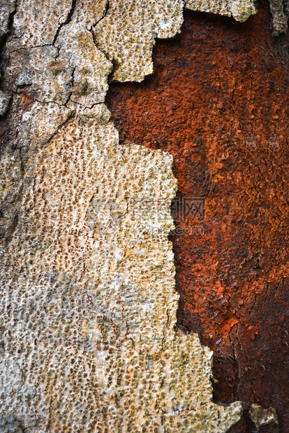 破碎的巴克裂纹理树皮在背景上剥去自然的皮图片