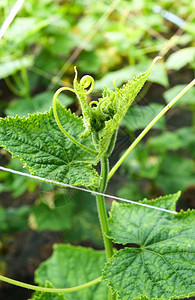 亚洲种植蔬菜黄瓜有机农业图片