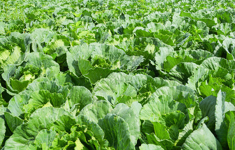 农场菜园新鲜有机植物背景绿色菜田图片