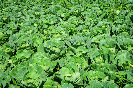 农场菜园新鲜有机植物背景绿色菜田图片
