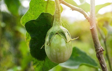 茄子田蔬菜农业场树上新鲜绿色的黄茄树上有机植物高清图片