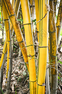 农竹林和场背景绿化的新鲜黄竹树图片