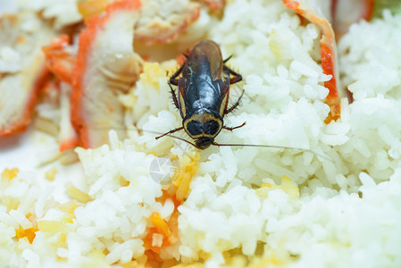 生活在厨房的里在室内食用脏蟑螂大米物图片