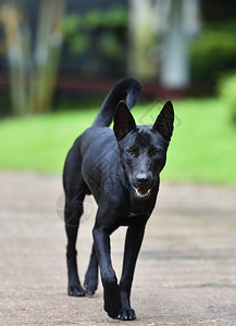 黑狗走在花园的步行道上张开嘴亚洲狗泰语背景图片
