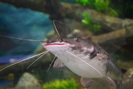 在水族馆下游泳的野鱼图片