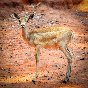 野生动物保护区EudorcasThomsonii中的非洲青年ThomsonGazelle图片