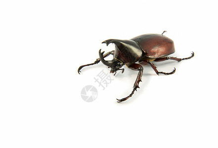 白甲虫上孤立的犀牛甲虫图片