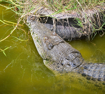 在自然水河动物野生爬行上漂浮的鳄鱼图片