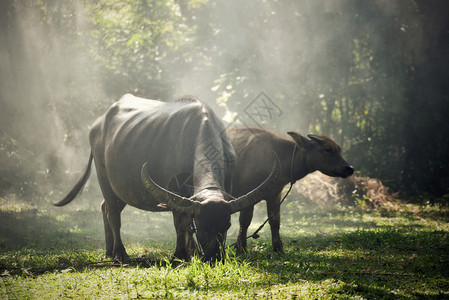 亚洲水牛在农村业场田地放牧草图片