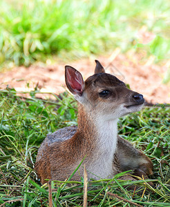 幼鹿可爱动物野生埃尔德和斯柯躺在草丁上的鹿刺挂图片