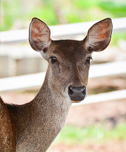 农场Eldsdeerthamin图片