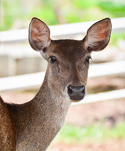 农场Eldsdeerthamin图片