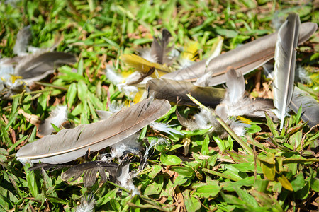 鸟的猎者将羽黄灰和黑落在天然的草地上图片