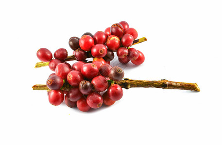 咖啡豆特写以白色背景孤立的新鲜红咖啡豆从农业场收获的阿拉伯咖啡莓背景