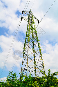 高压电杆传输塔云上有植物和树云上有电杆传输塔图片
