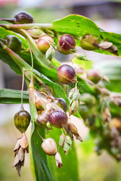 Job流泪coixlachrymajobi树上工作眼泪植物的绿色果实新鲜珍珠大麦生豆类种子选择焦点图片