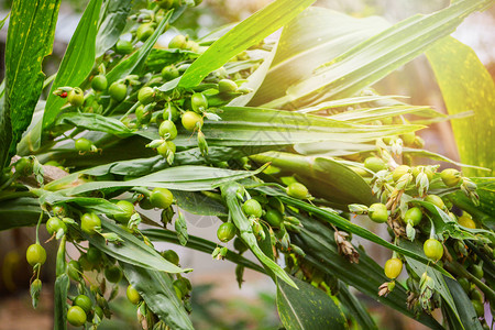 Job流泪coixlachrymajobi树上工作眼泪植物的绿色果实新鲜珍珠大麦生豆类种子选择焦点图片