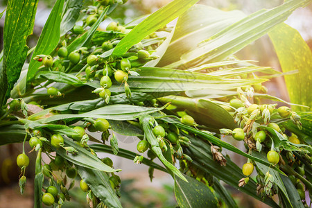 Job流泪coixlachrymajobi树上工作眼泪植物的绿色果实新鲜珍珠大麦生豆类种子选择焦点背景图片