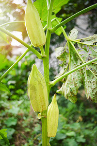 Okra植物天然花园树上的绿草果图片