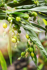 Job流泪coixlachrymajobi树上工作眼泪植物的绿色果实新鲜珍珠大麦生豆类种子选择焦点背景图片