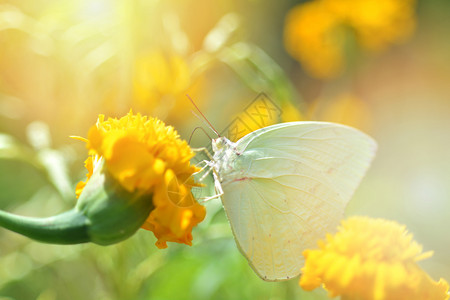 在花园泉源的黄金花上喂养绿蝴蝶图片