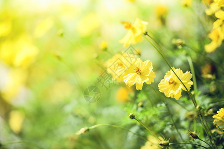 天然黄色花田背景模糊花园中美丽的黄色植物卡伦杜拉秋色图片