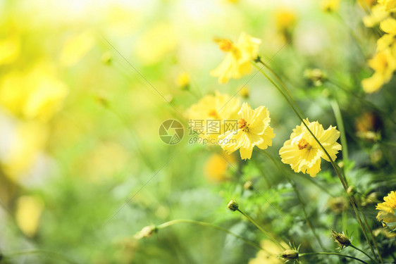 天然黄色花田背景模糊花园中美丽的黄色植物卡伦杜拉秋色图片